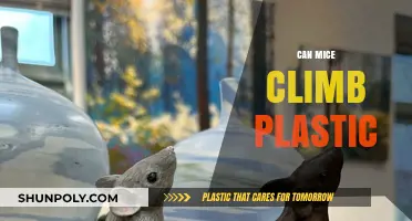 Exploring the Surprising Climbing Abilities of Mice on Plastic Surfaces
