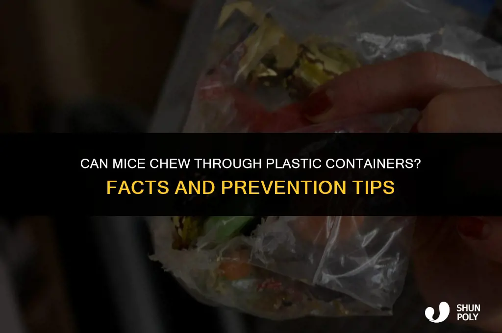 can mice eat through plastic containers
