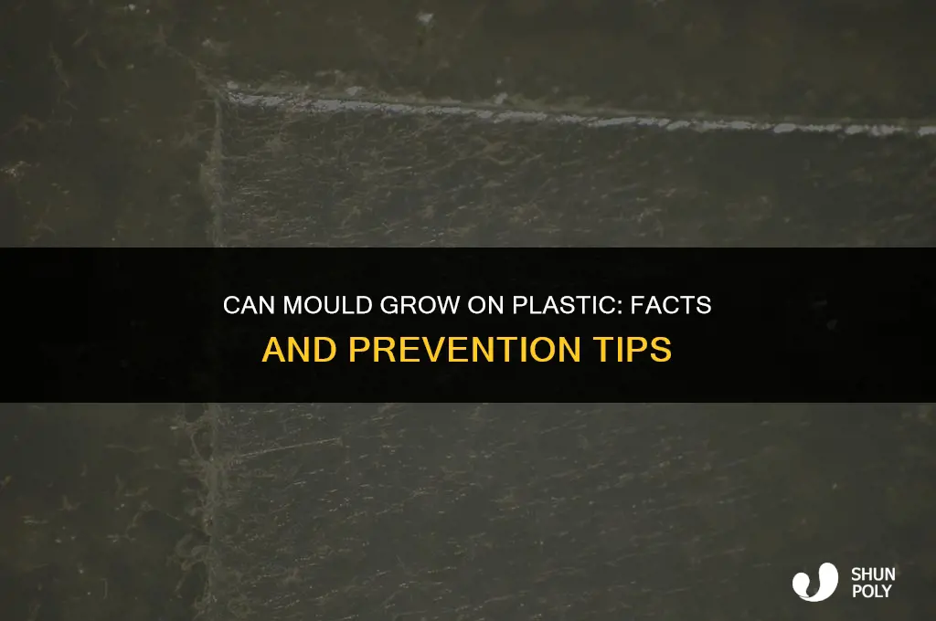 can mould grow on plastic