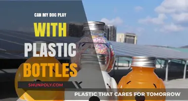 Can Dogs Safely Play with Plastic Bottles? Risks and Tips