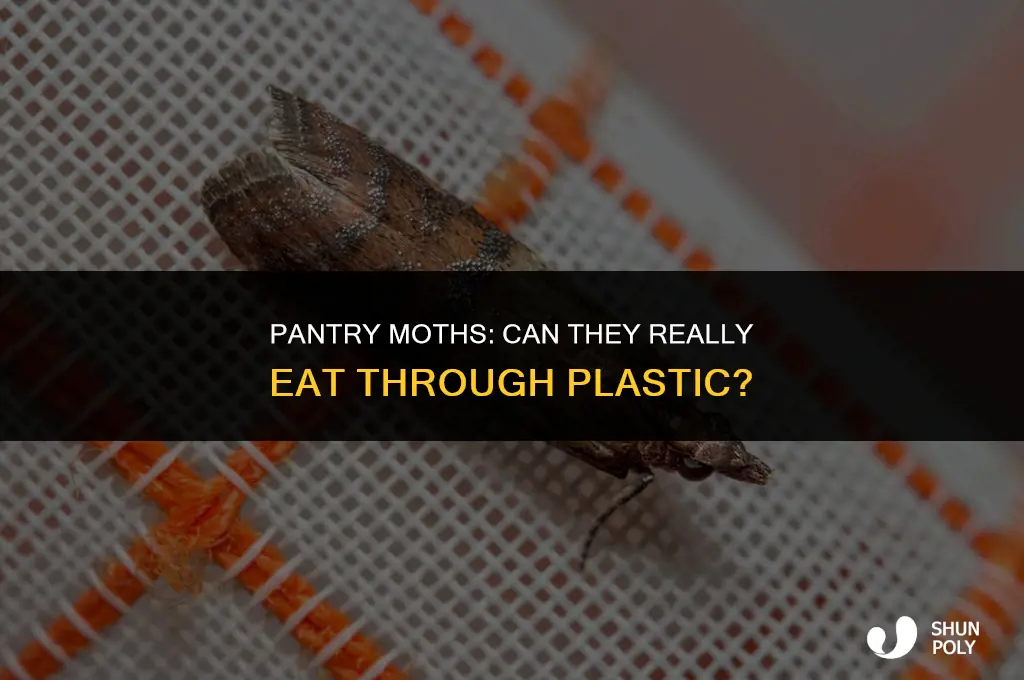 can pantry moths eat through plastic