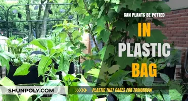 Plastic Bag Planters: A Good Idea?