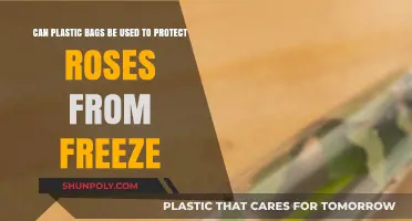 Protecting Roses with Plastic Bags: A Smart Freeze Solution