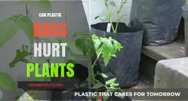 Plastic Bags: A Threat to Plants' Survival?