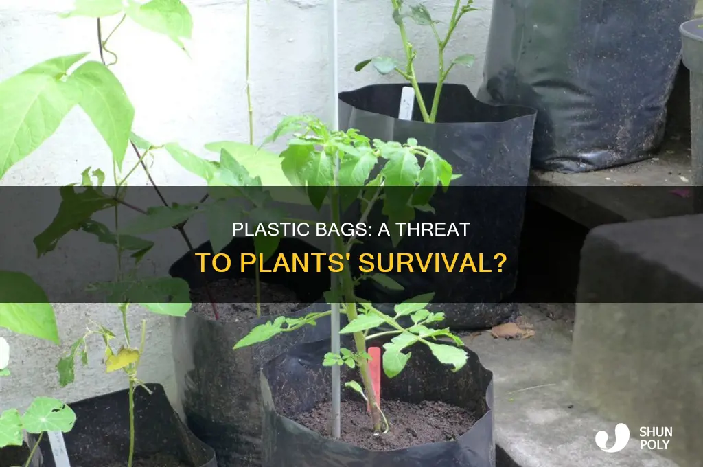 can plastic bags hurt plants