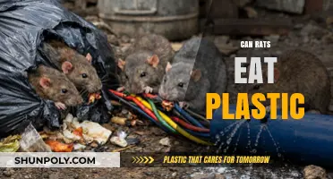 The Truth About Rats and Plastic: A Comprehensive Guide