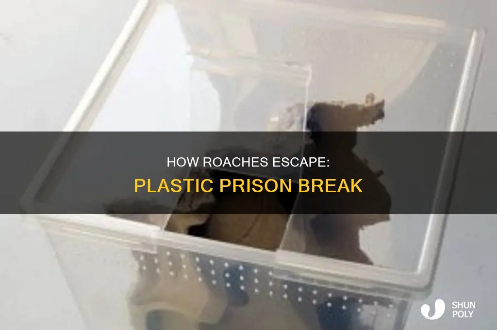 can roaches escape plastic bags