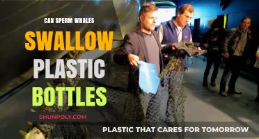 Can Sperm Whales Swallow Plastic Bottles? Exploring the Impact of Ocean Pollution