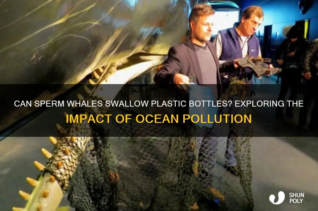 can sperm whales swallow plastic bottles