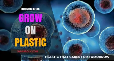 Exploring the Potential: Can Stem Cells Thrive on Plastic Surfaces?