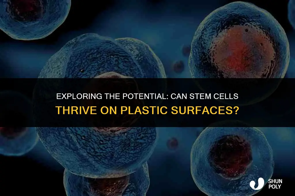 can stem cells grow on plastic