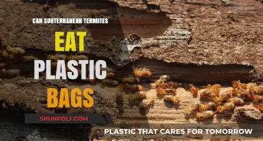 Termites and Plastic Bags: What's the Deal?