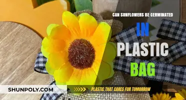Sunflower Seed Hack: Germinate in Plastic Bags