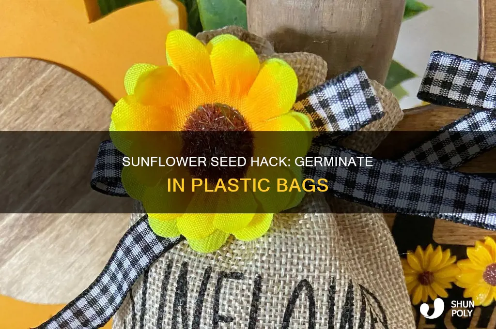 can sunflowers be germinated in plastic bag