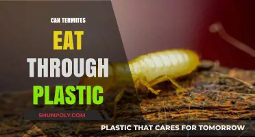 Can Termites Eat Through Plastic? Facts and Myths Debunked