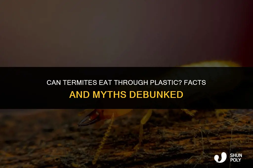 can termites eat through plastic
