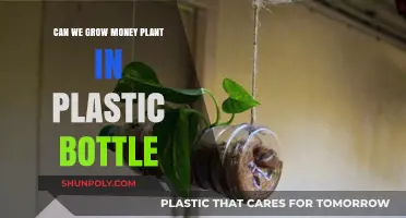 Growing Money Plants in Plastic Bottles: A Sustainable Gardening Guide