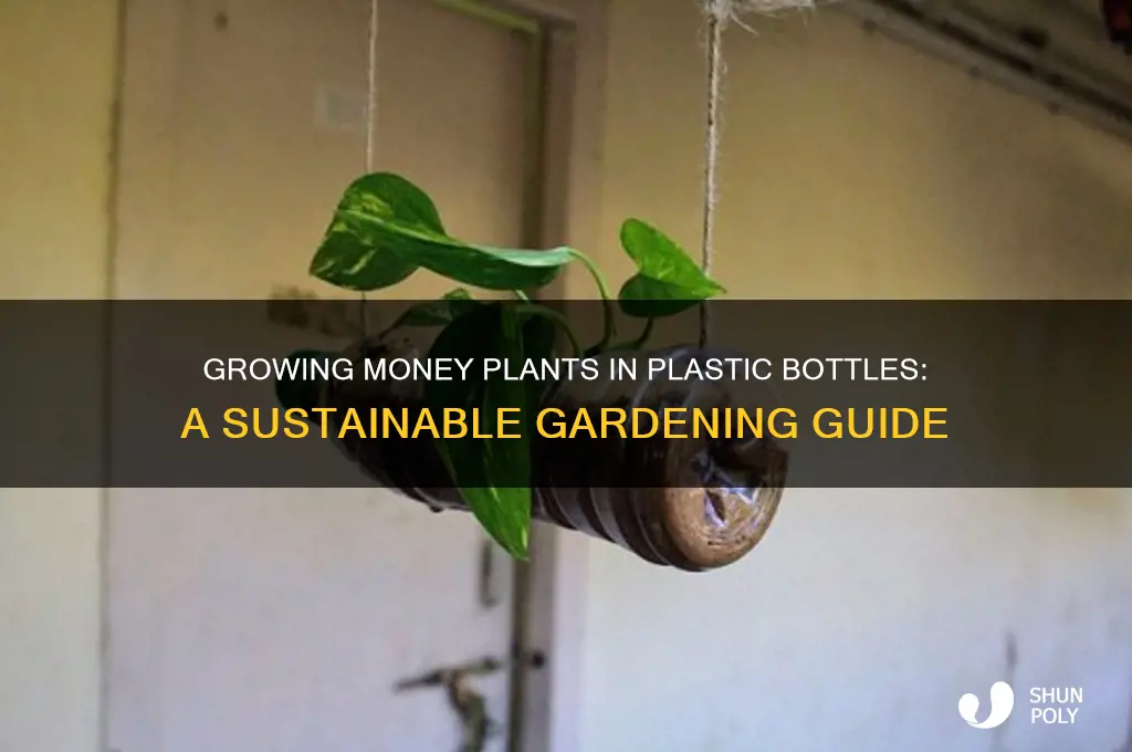 can we grow money plant in plastic bottle