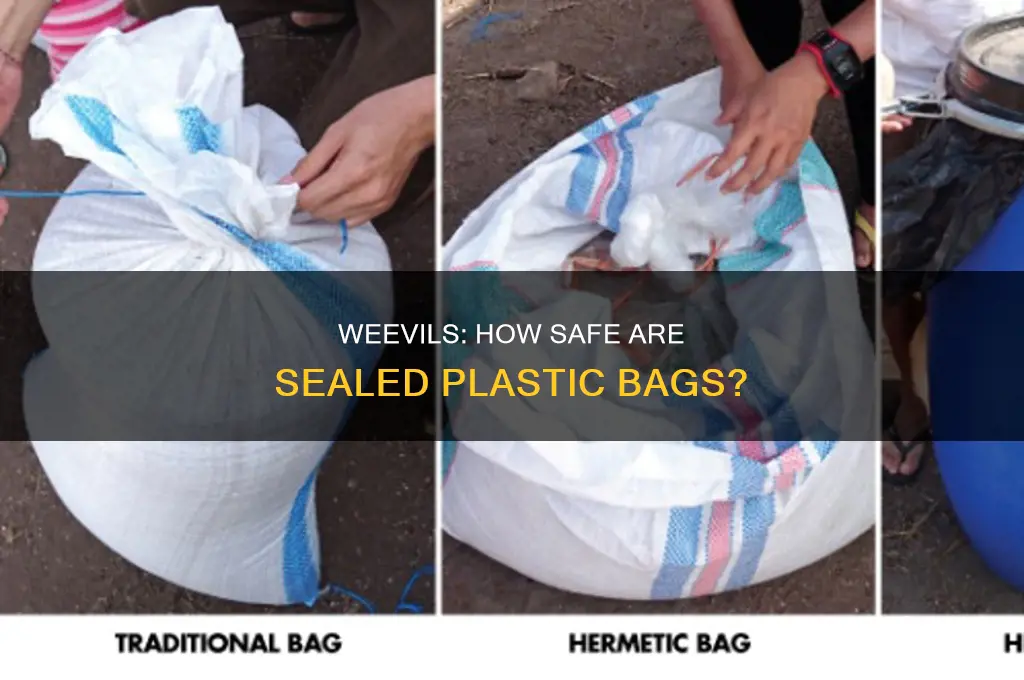can weevels get into sealed plastic bags