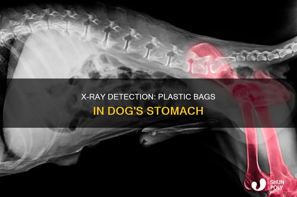 can x ray of dog