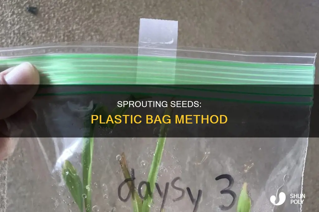 can you germinate seeds in a plastic bag