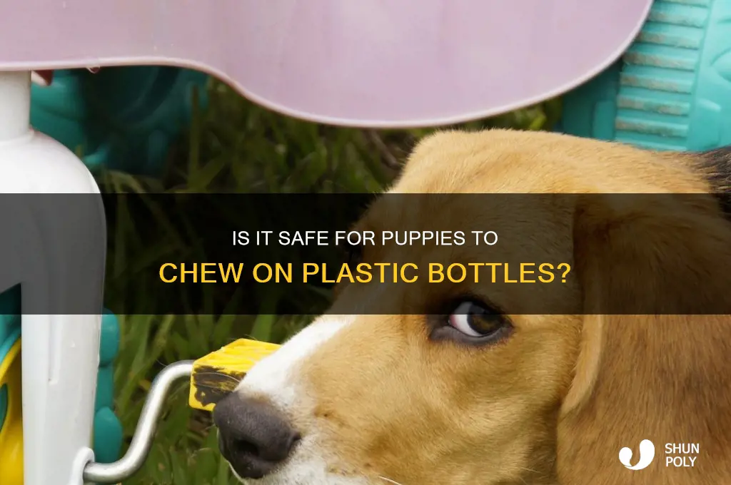 can you give a plastic bottle to a puppy