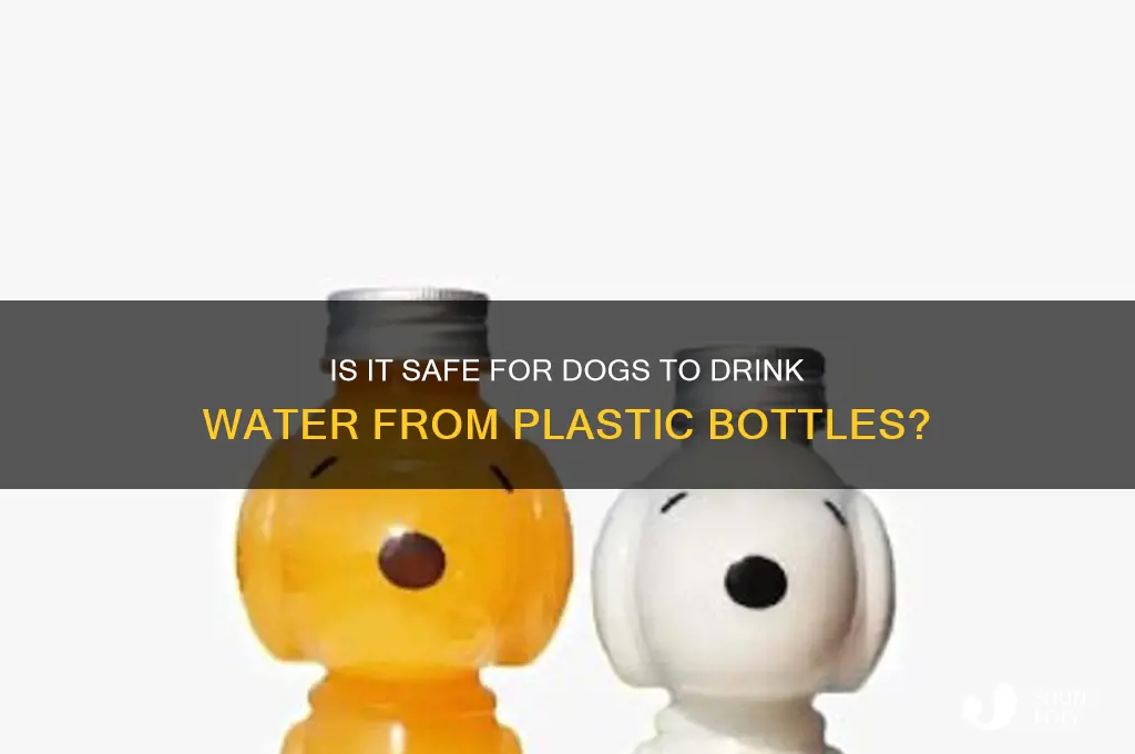 can you give dog plastic bottles water