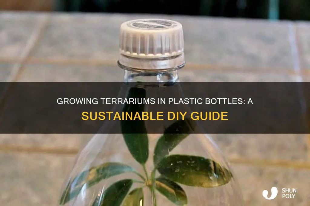 can you grow a terrarium in a plastic bottle