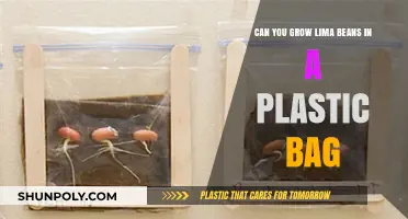 Lima Beans: Growing in Plastic Bags