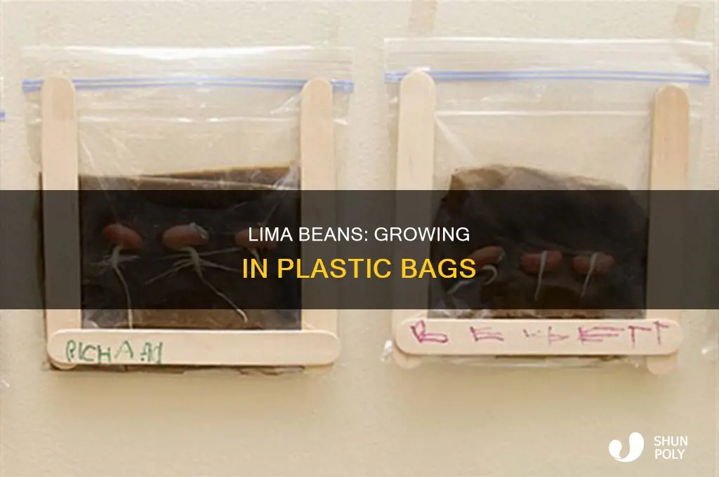 can you grow lima beans in a plastic bag