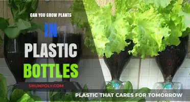 Eco-Friendly Gardening: Growing Plants in Plastic Bottles – A Guide