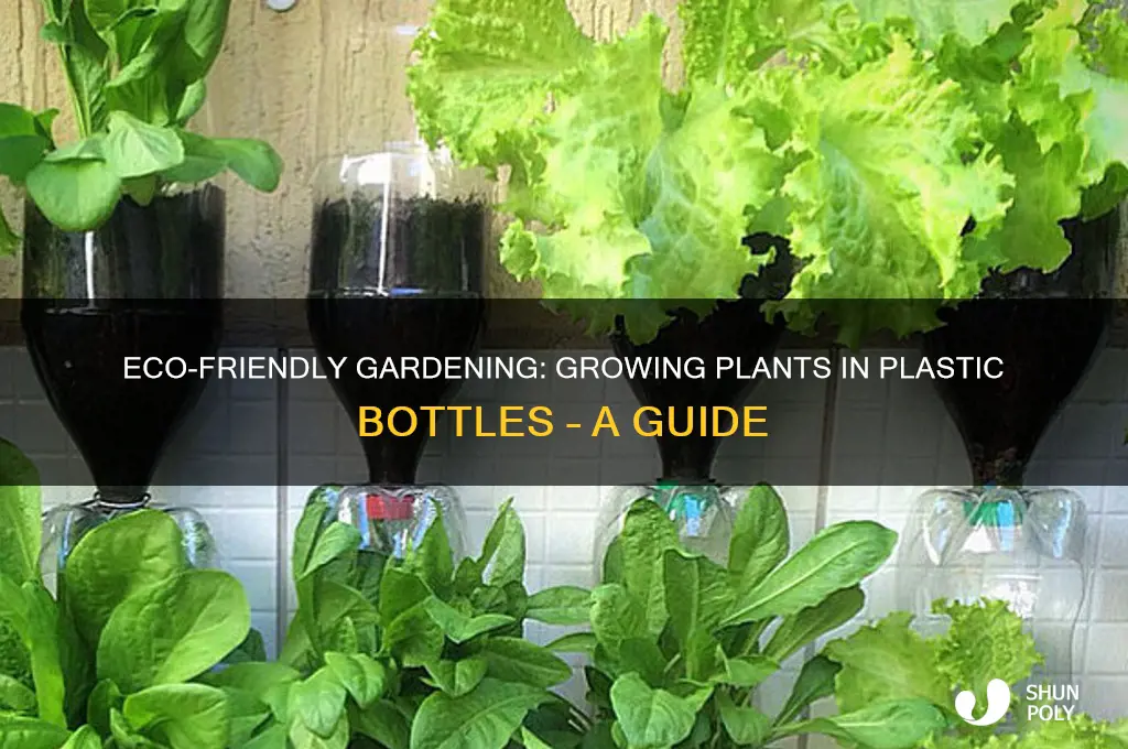 can you grow plants in plastic bottles