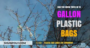 Growing Trees in Plastic Bags: Is It Possible?