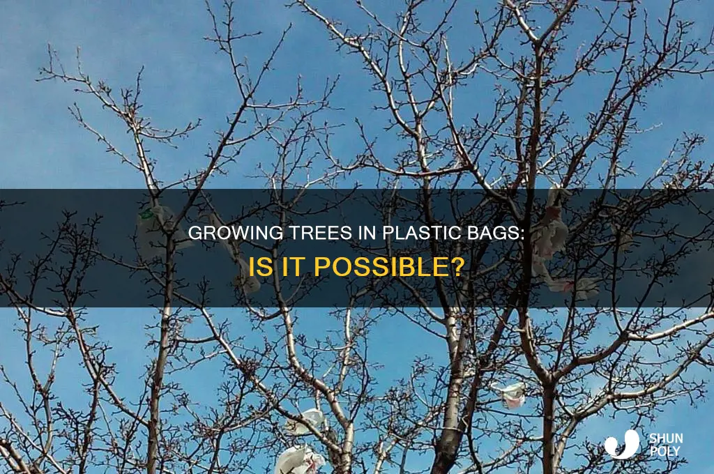 can you grow trees in 10 gallon plastic bags