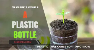 Eco-Friendly Gardening: Growing Seedlings in Plastic Bottles