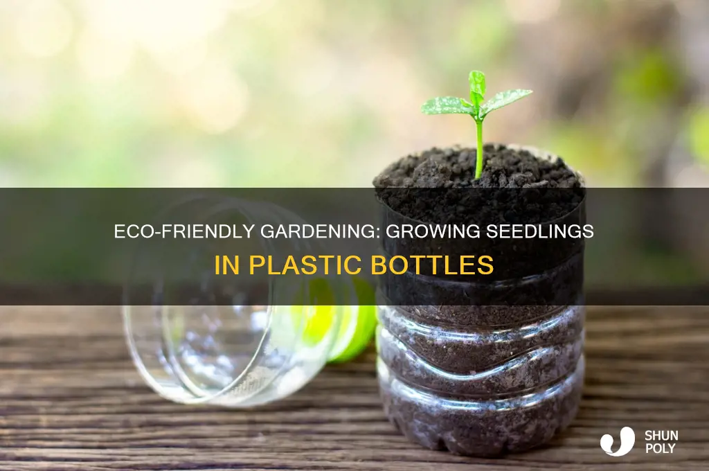 can you plant a seedling in a plastic bottle