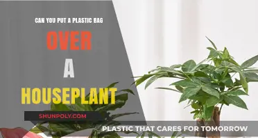 Plastic Bag Over Houseplants: Good or Bad Idea?