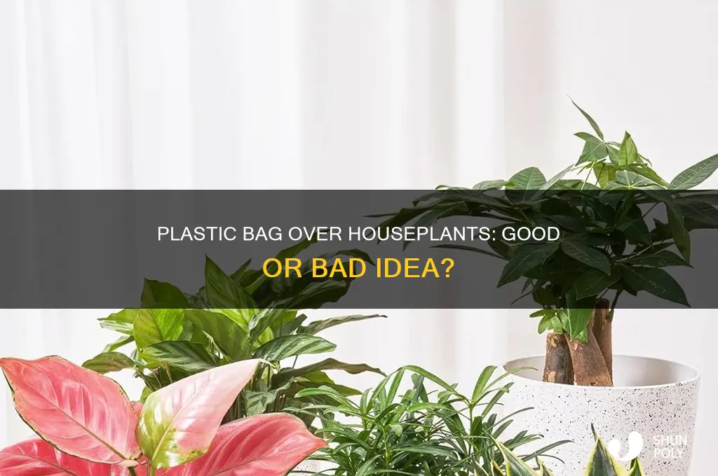 can you put a plastic bag over a houseplant