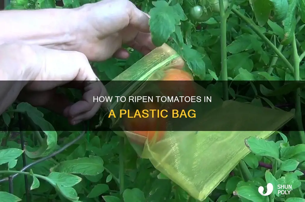 can you ripen tomatoes in a plastic bag