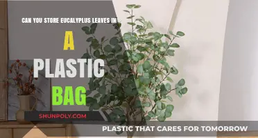 Storing Eucalyptus Leaves: Plastic Bag – Good or Bad?