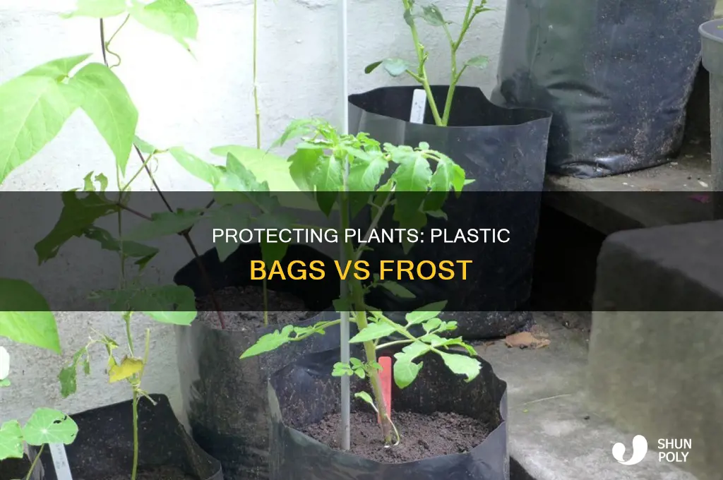 can you use plastic bags to cover plants from frost