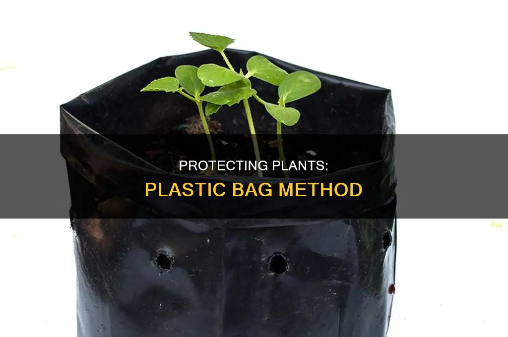 can you use plastic bags to cover plants