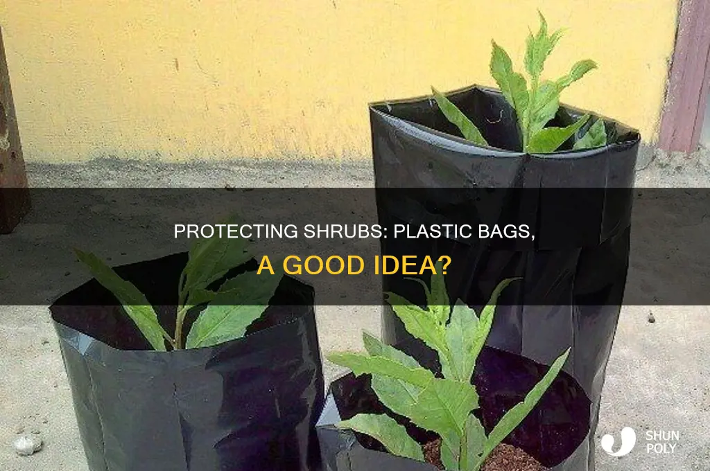 can you use plastic lawn bags to protect shrubs