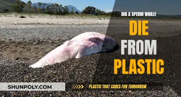 How Plastic Killed a Sperm Whale