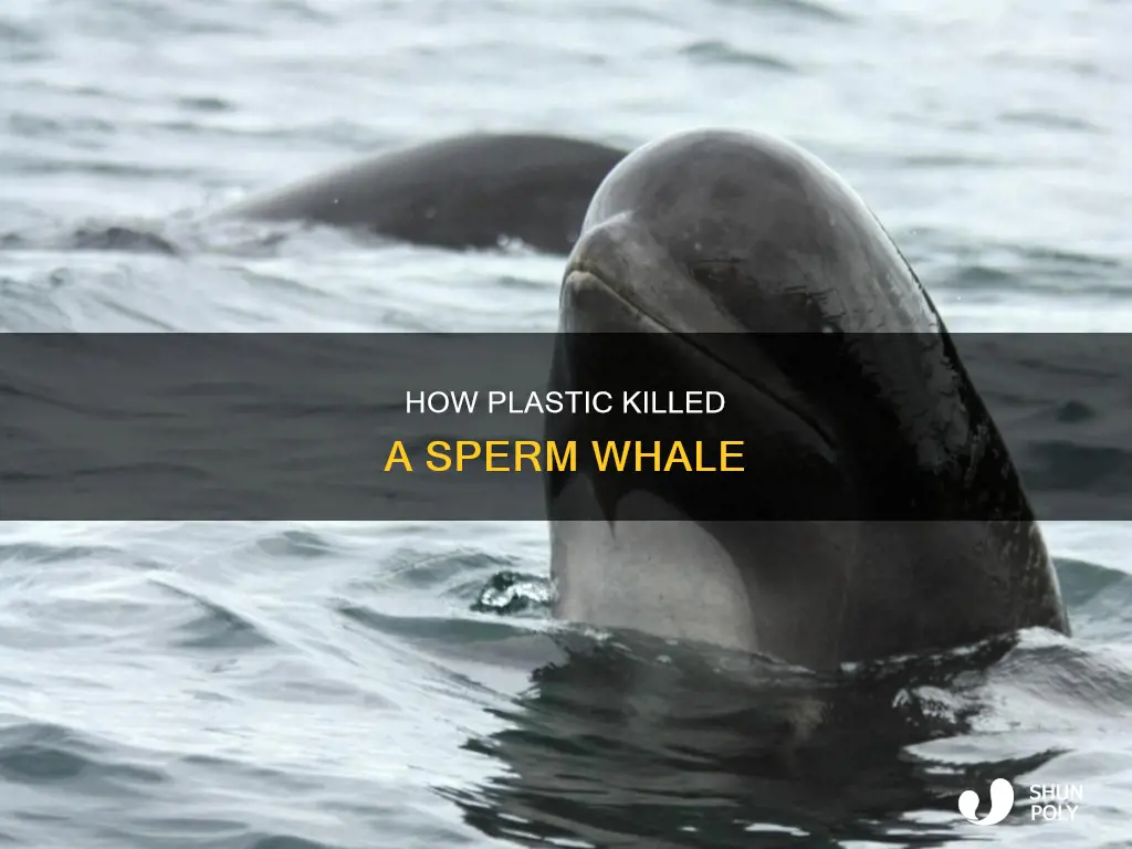 did a sperm whale die from plastic