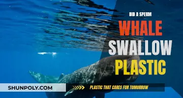 How Plastic Pollution Impacts Sperm Whales