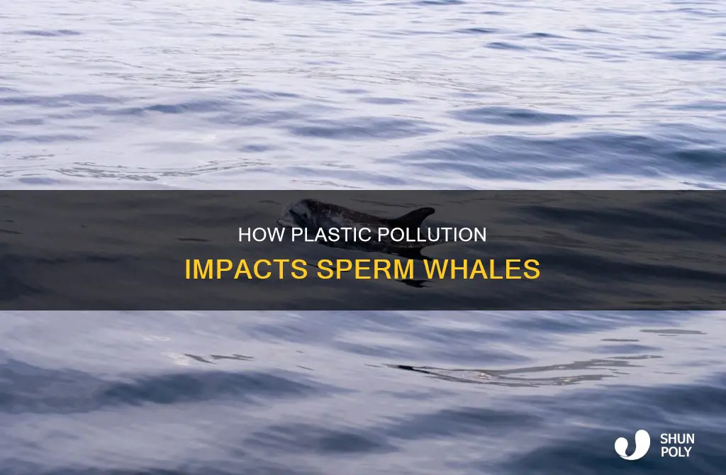 did a sperm whale swallow plastic