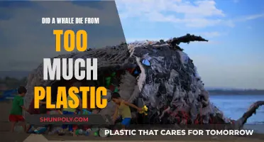 Whale's Death: Plastic Pollution's Real-Life Horror Story