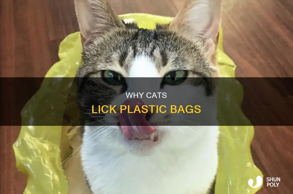 do all cats lick plastic bags