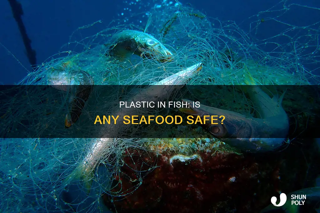 do all fish have plastic in them